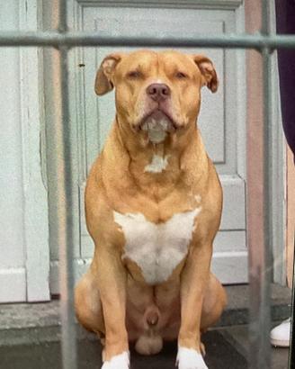 Cuccioli pittbull