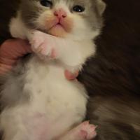 Cuccioli british