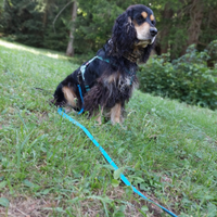 Cocker maschio per accoppiamento