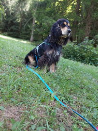 Cocker maschio per accoppiamento