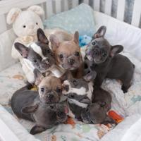Cuccioli bulldog francese esotici