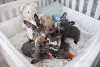 Cuccioli bulldog francese esotici