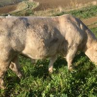 Toro riproduttore charolaise