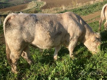 Toro riproduttore charolaise