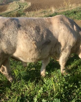 Toro riproduttore charolaise