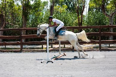 Cavalla incrocio da salto