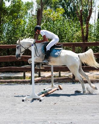 Cavalla incrocio da salto