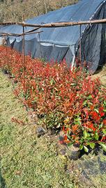 Photinia