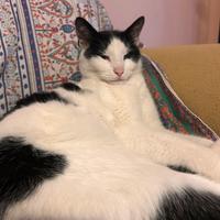 Gatto non ha fatto rientro a casa