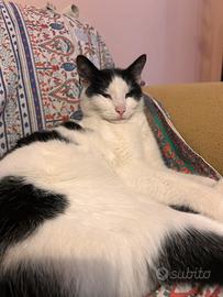 Gatto non ha fatto rientro a casa