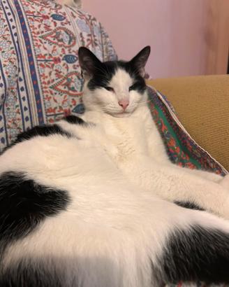Gatto non ha fatto rientro a casa