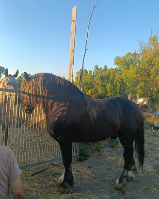 Cavallo pesante