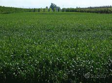 Terreno a Vigonza (PD)