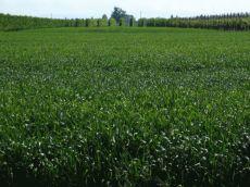 Terreno a Vigonza (PD)