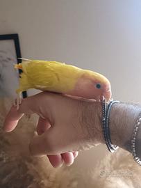 Inseparabili