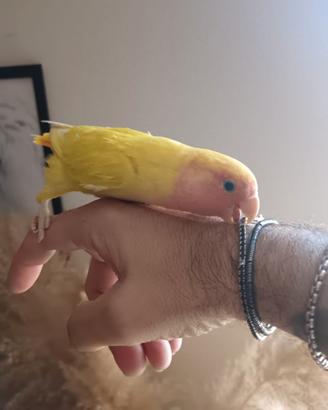 Inseparabili
