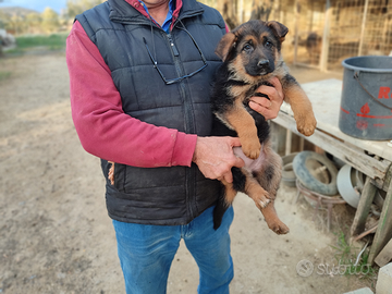 Cuccioli pastore tedesco