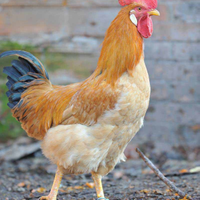 Galli biondi piemontesi