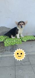 welsh corgi Pembroke pedigree enci