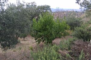 Terreno agricolo 1800 mq con 11 ulivi secolari