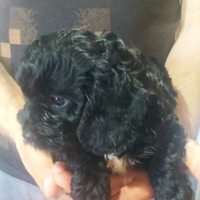 Cuccioli di cavallo incrocio cavalier barboncino