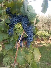 Uva da Vino