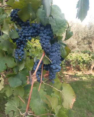 Uva da Vino