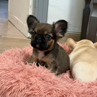 Cucciolo di bulldog francese fluffy