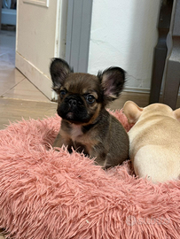 Cucciolo di bulldog francese fluffy
