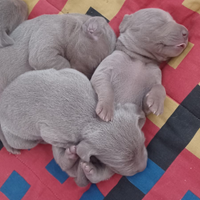 Cucciolata di weimaraner