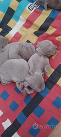 Cucciolata di weimaraner