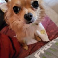 Chihuahua a pelo lungo per monta