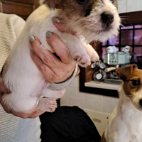 Cuccioli Jack Russell con pedigree