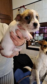 Cuccioli Jack Russell con pedigree