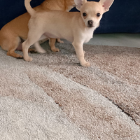 Maschietto chihuahua