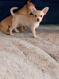 Maschietto chihuahua