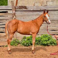 Puledra Paint con certificati