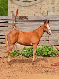 Puledra Paint con certificati