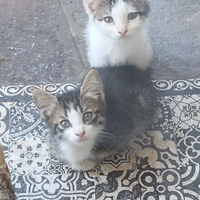 Gattini