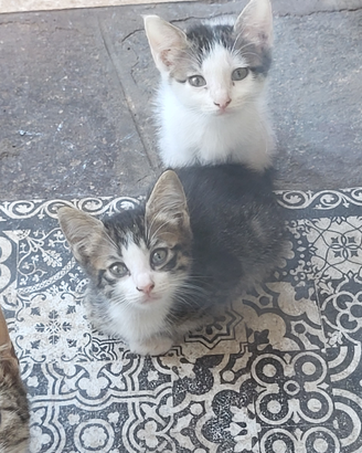 Gattini