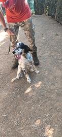 Setter inglese