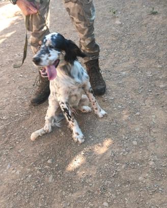 Setter inglese