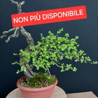 bonsai yamadori crategus