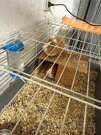 Porcellini dindia (cavie)