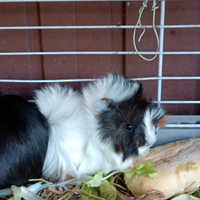 Cuccioli di cavie peruviane