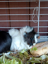 Cuccioli di cavie peruviane