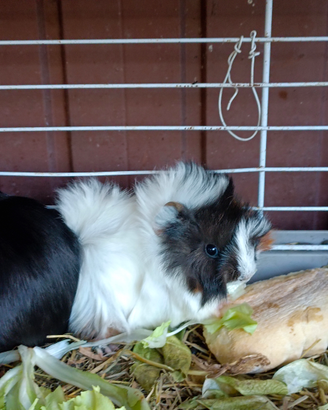 Cuccioli di cavie peruviane