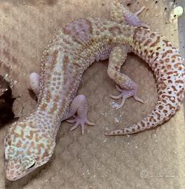 Geco Leopardino