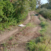 Terreno seminativo con bosco di eucalipto
