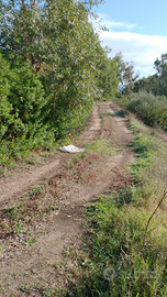 Terreno seminativo con bosco di eucalipto